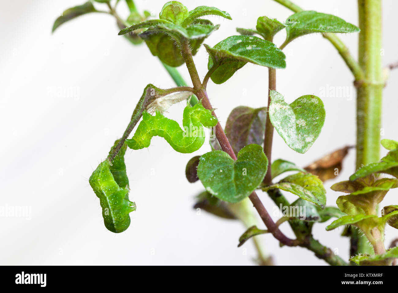 Zwei grüne Kohl Loopers, Trichoplusia ni, Fütterung auf die Blätter einer Topfpflanzen Minze Anlage. Lepidoptera, Noctuidae, mottenlarven Stockfoto