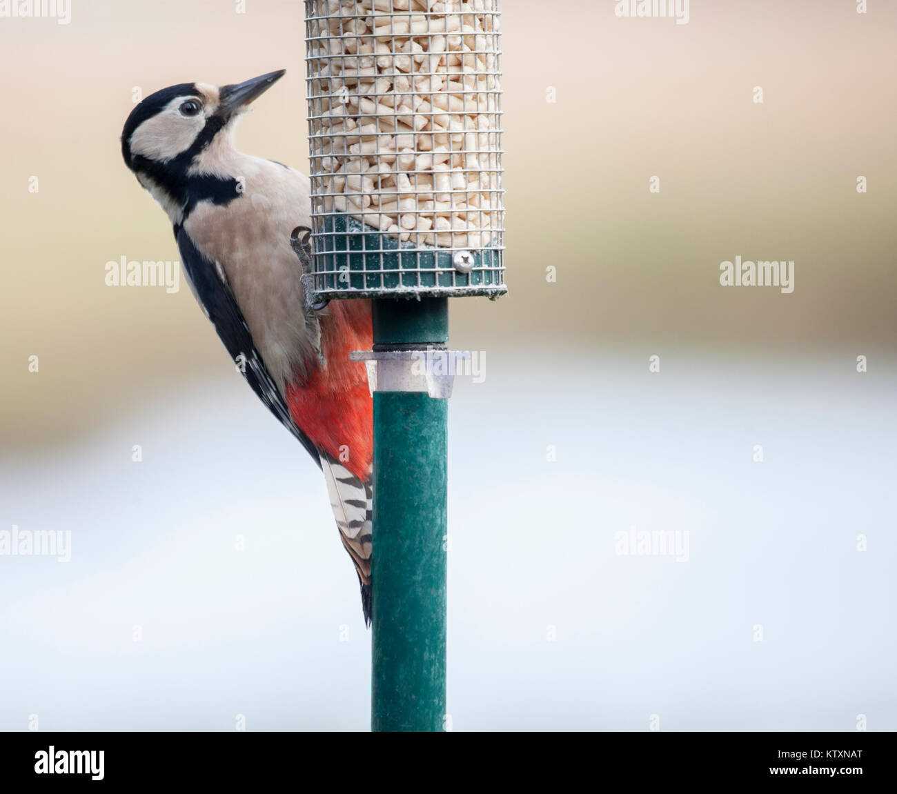 Buntspecht, Dendrocopos major, auf Bird Feeder mit fetten Pellets gegen eine natürliche defokussiertem Hintergrund mit viel kopieren Raum gefüllt. Stockfoto