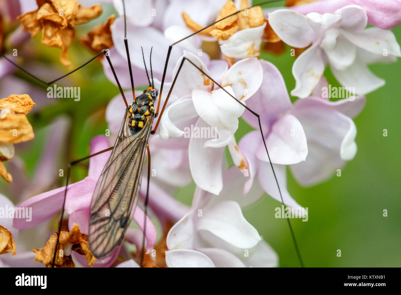 Insekt oder Fehler an der Blüte. Nahaufnahme Makro Foto von Mücke. Stockfoto