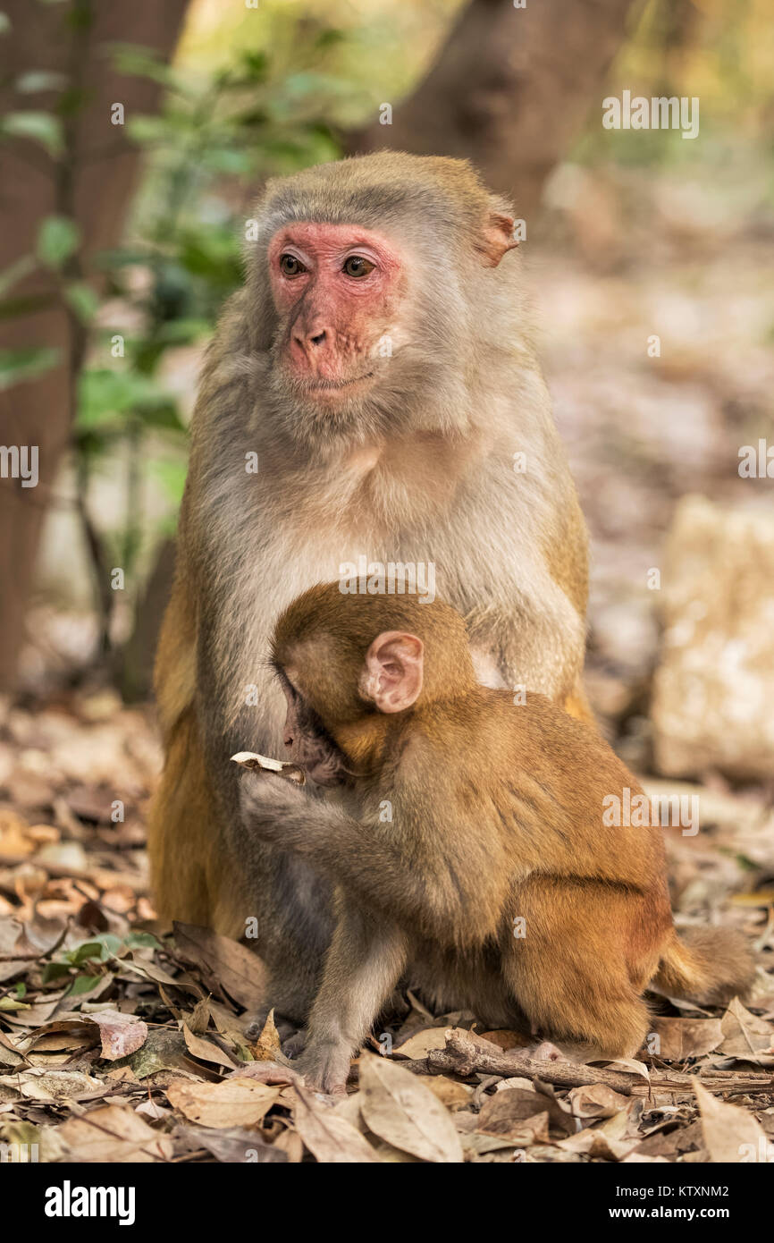 Der Rhesusfaktor Macaque Macaca Mulatta gehört zu den bekanntesten Arten von Altweltaffen.  Rhesus-Makaken bewohnen eine Vielzahl von Lebensräumen von gr Stockfoto