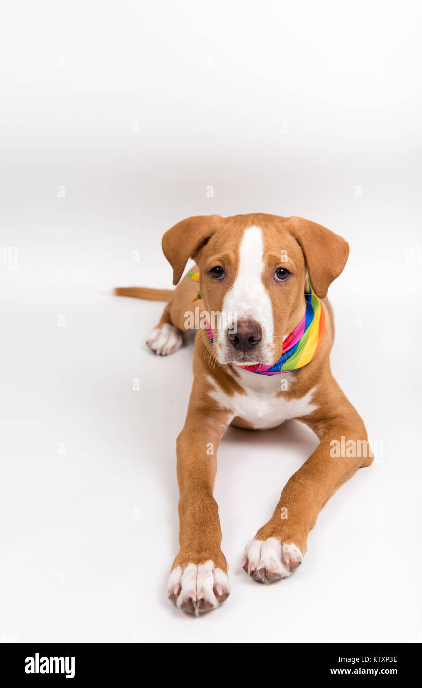 Fawn farbigen jungen Hund tragen Rainbow Bandana Stockfoto