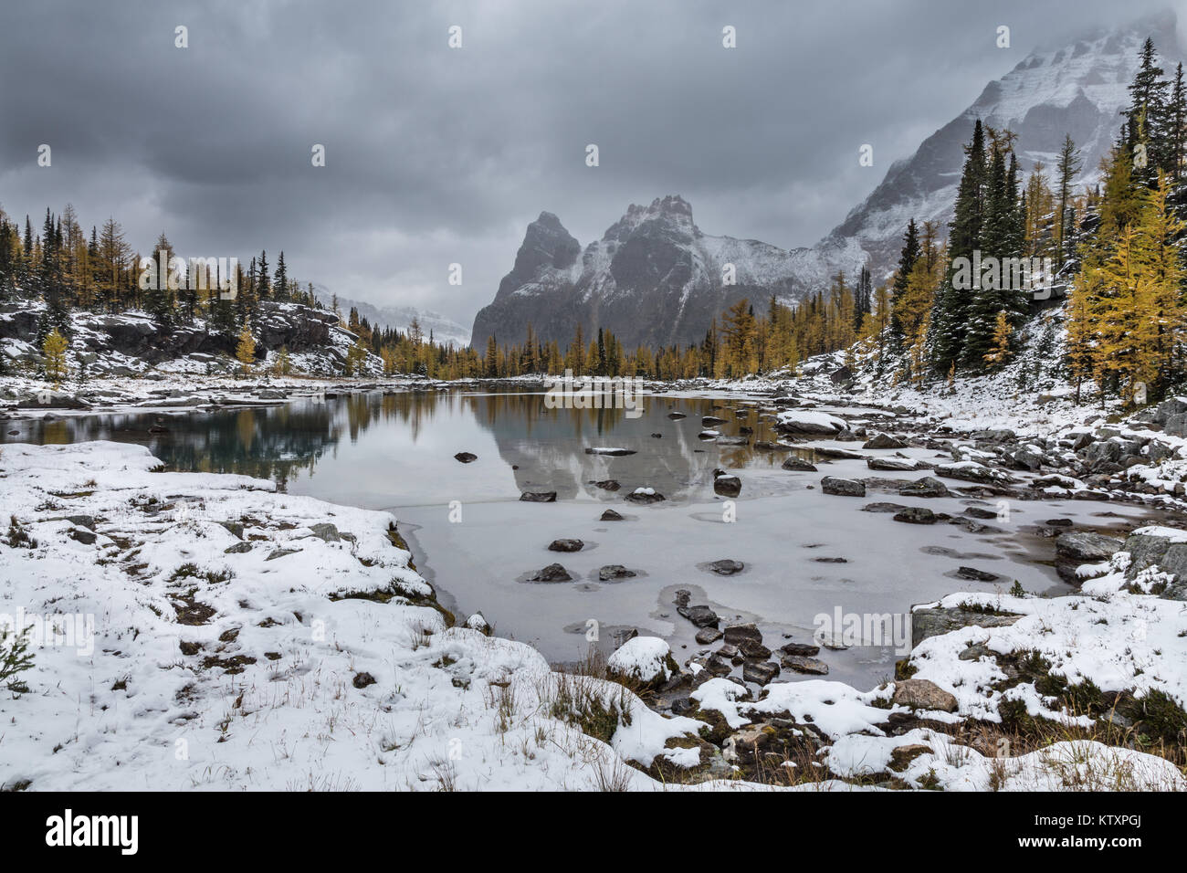 Opabin Plateau in Lake O'Hara, Yoho National Park Stockfoto