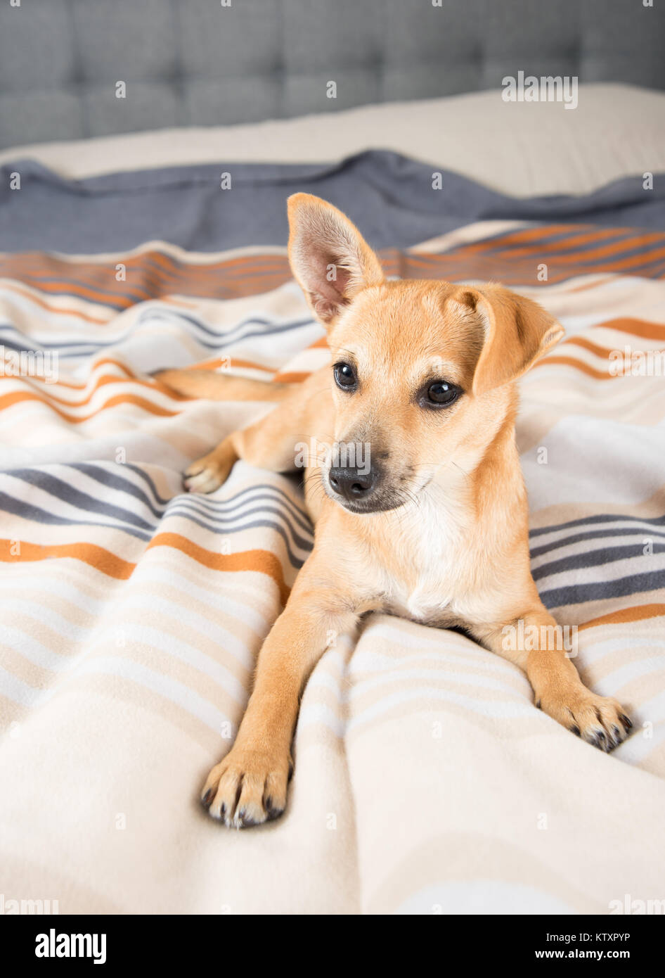 Adorable Terrier mix Welpen mit einem Floppy Ohr Spielen auf dem Bett Stockfoto