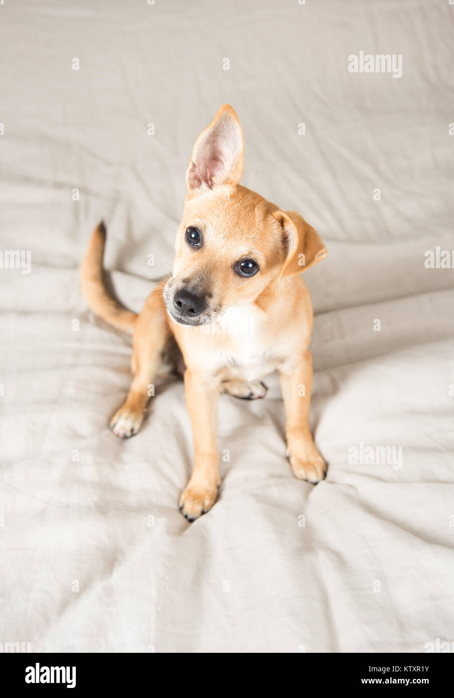 Adorable Terrier mix Welpen mit einem Floppy Ohr Spielen auf dem Bett  Stockfotografie - Alamy