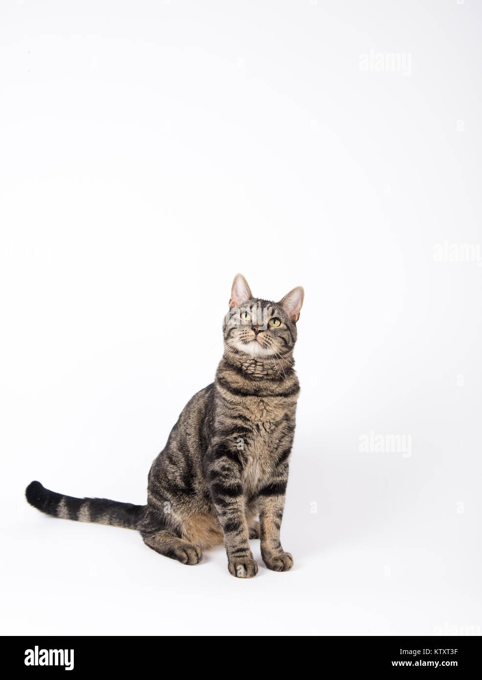 Großen, grauen Tabby Katze auf weißem Hintergrund Stockfoto