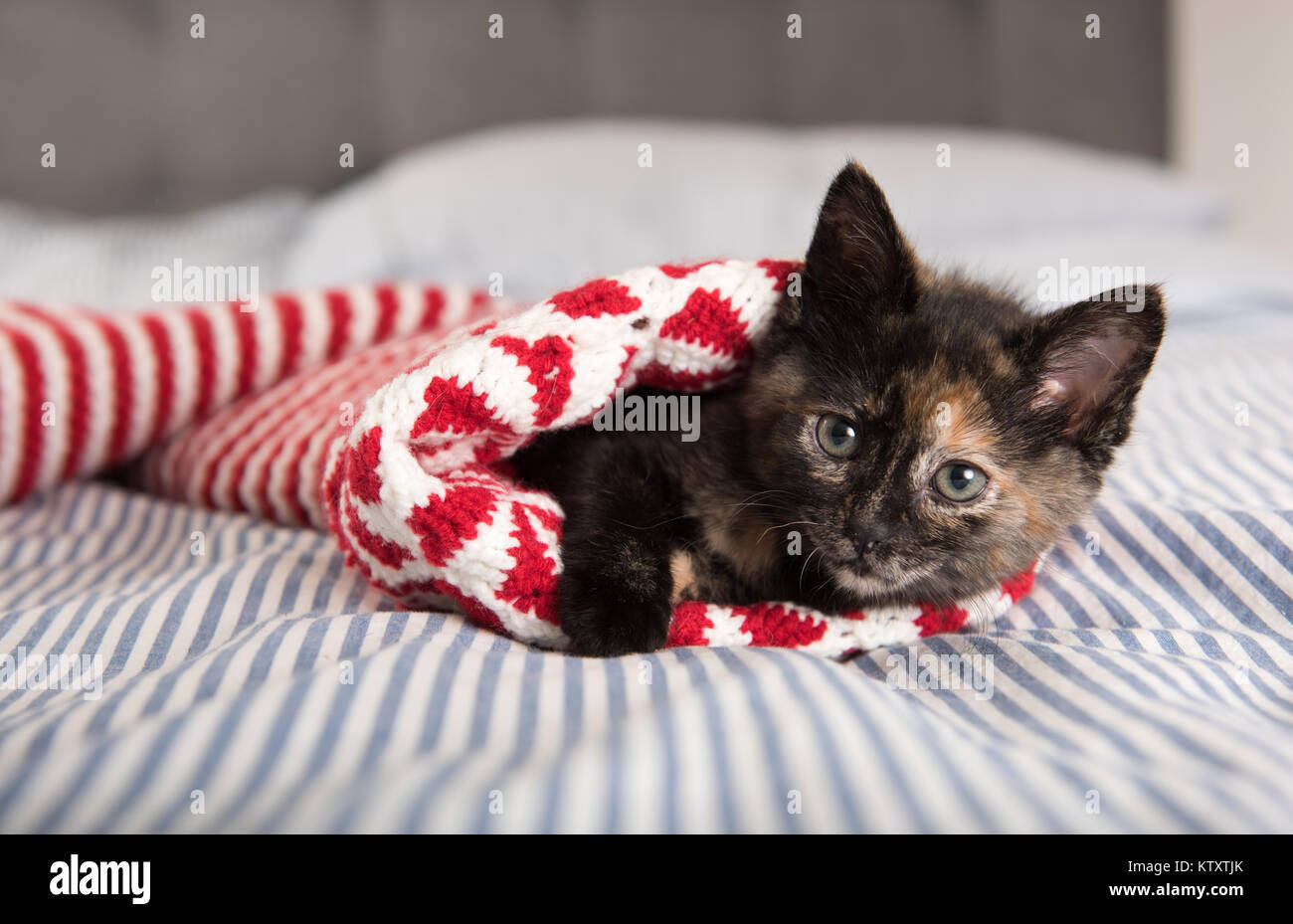 Winzige Adorable Schildpatt Katze versteckt sich in rot-weiß gestreiften Weihnachtsstrumpf Stockfoto