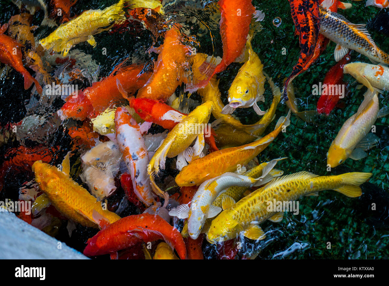 Bunte exotische Fische in einem Aquarium Stockfoto