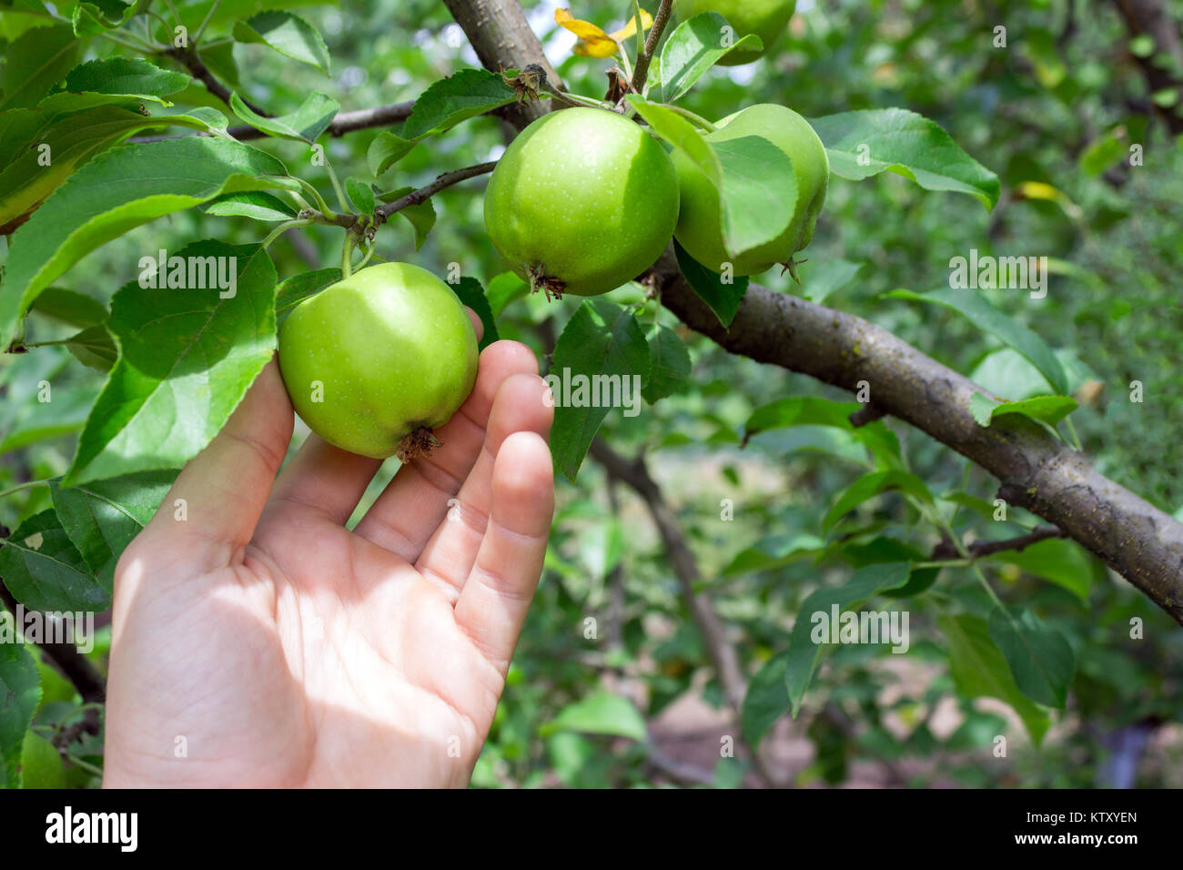Landwirt Mann mit einem Apfel. Gärtner handpflückung Green Apple. Stockfoto