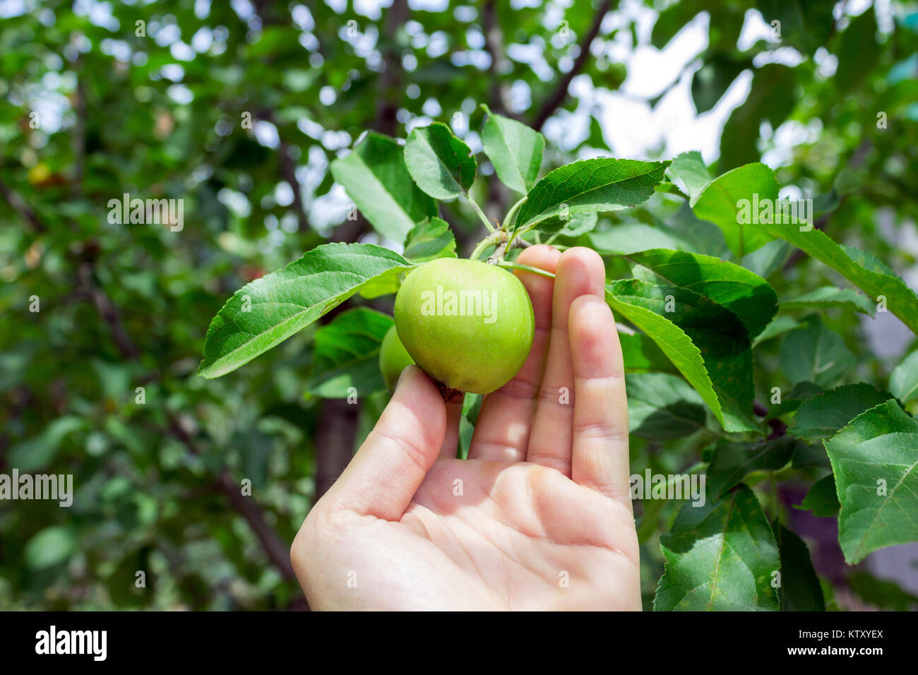 Landwirt Mann mit einem Apfel. Gärtner handpflückung Green Apple. Stockfoto