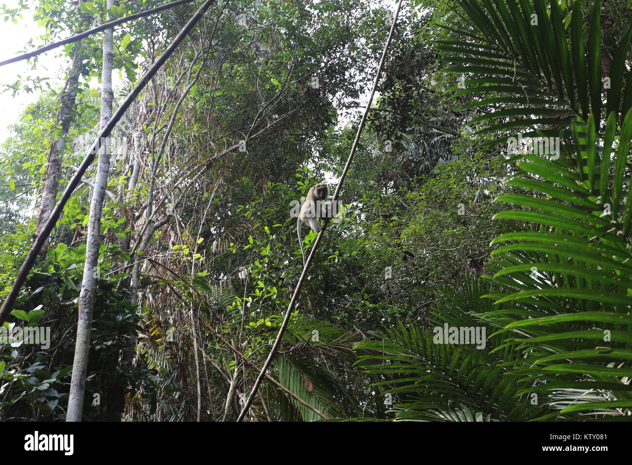 Die sirindhorn Study Center hilft bei der Erhaltung der Tottori tropical peat Swamp, der größte Bereich in Thailand. Stockfoto