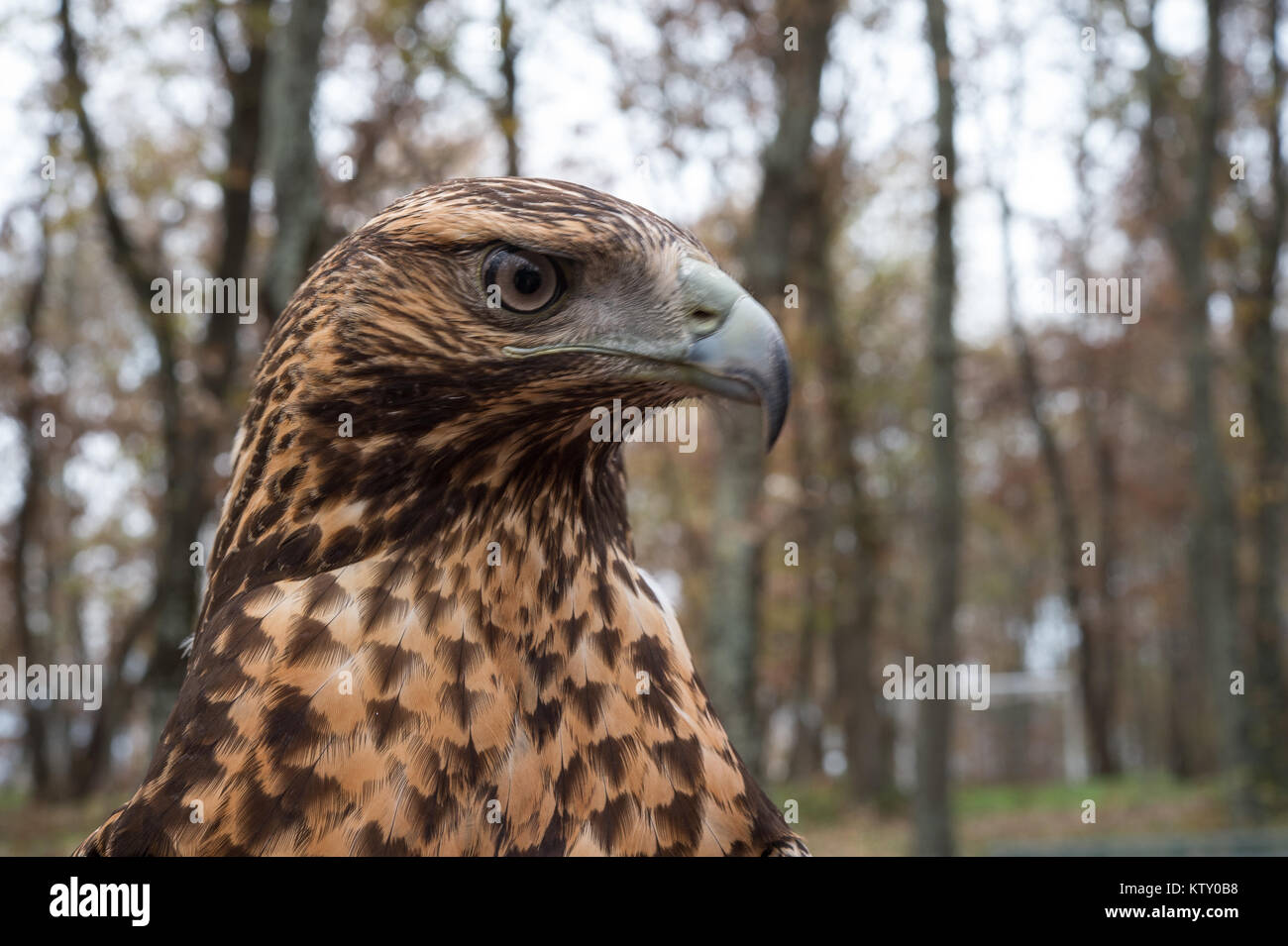 Junge Schwarze-chested Buzzard-Eagle, Geranoaetus melanoleucus, Accipitridae Stockfoto