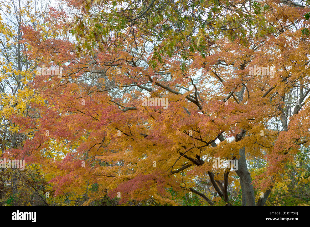Landschaft mit einem schönen Baum im Herbst Farben Stockfoto