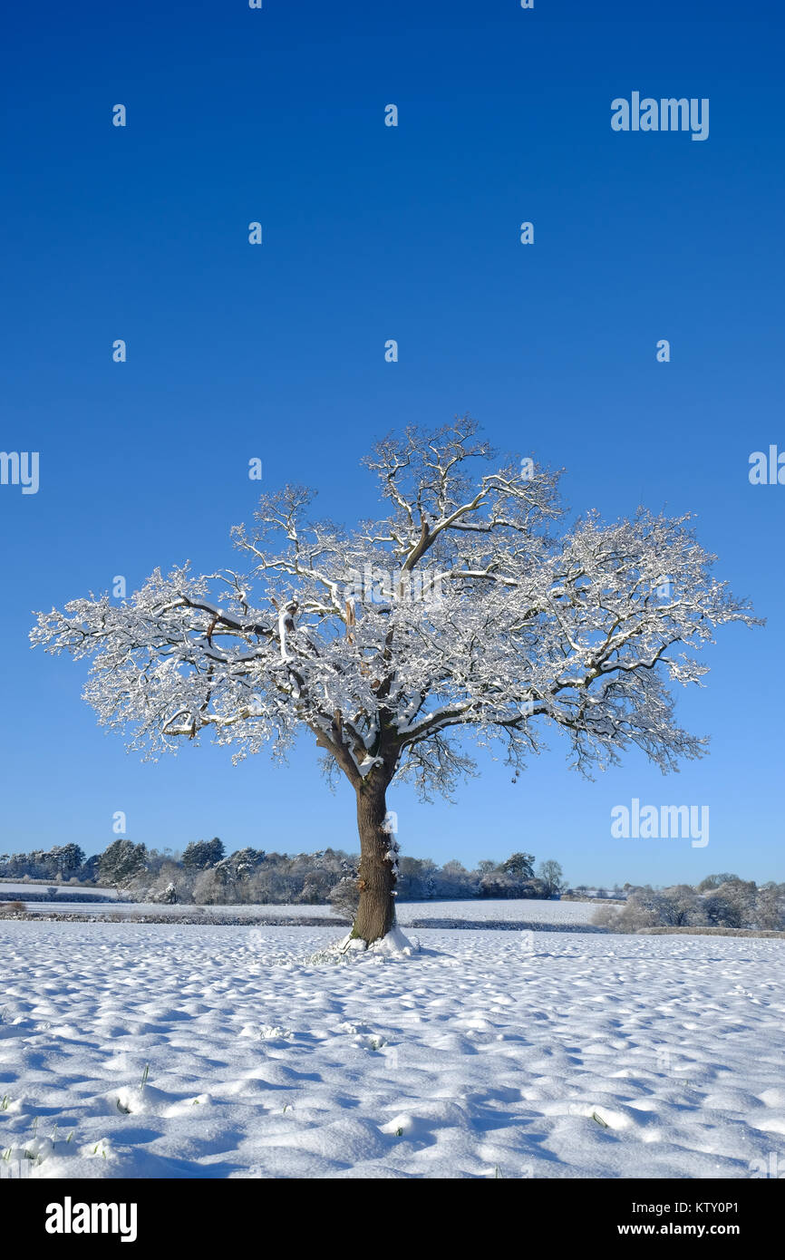 Winter Baum im Schnee Stockfoto
