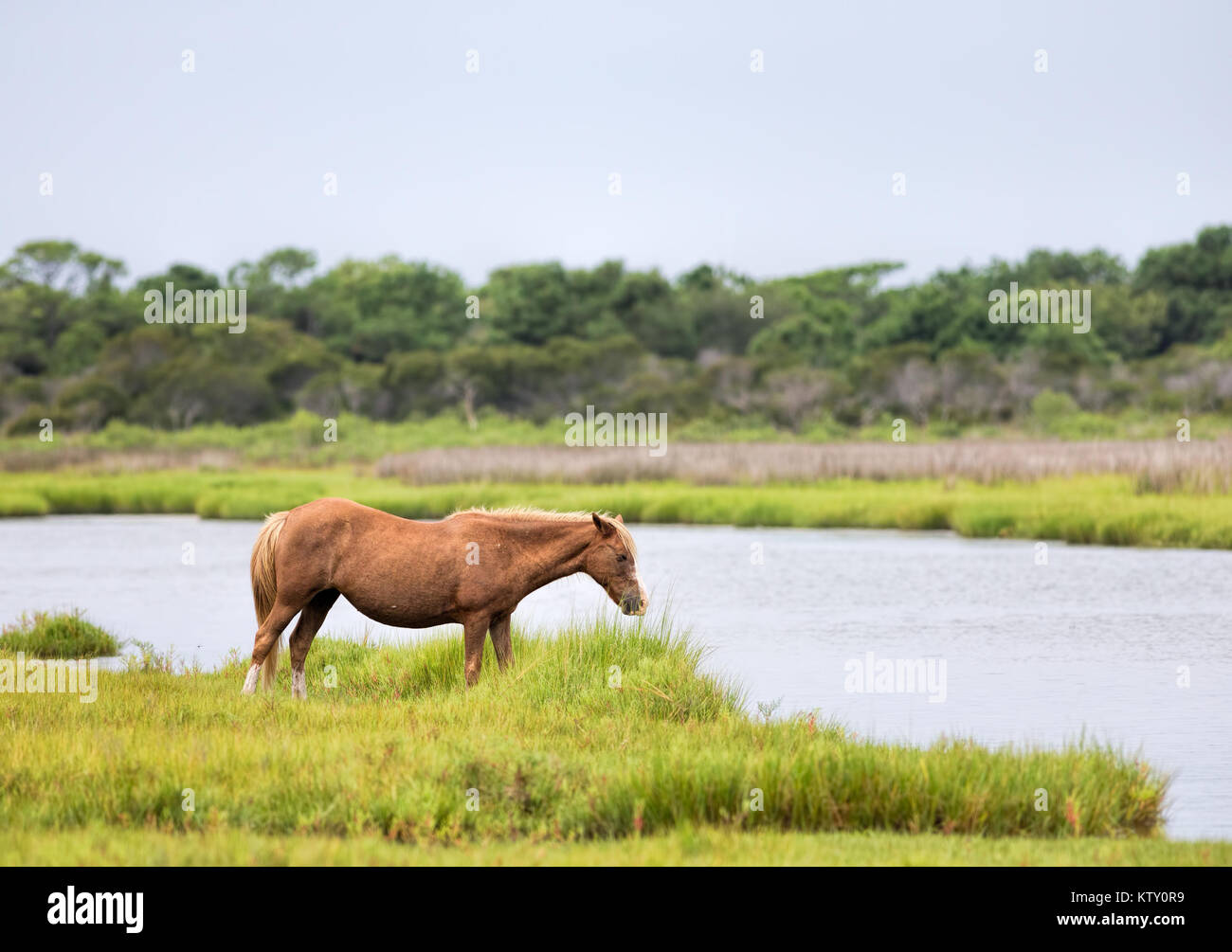 Ein wildes Pony, Pferd, Assateague Island, Maryland, USA. Diese Tiere sind auch bekannt als Assateague Pferd oder Chincoteague Ponys. Stockfoto