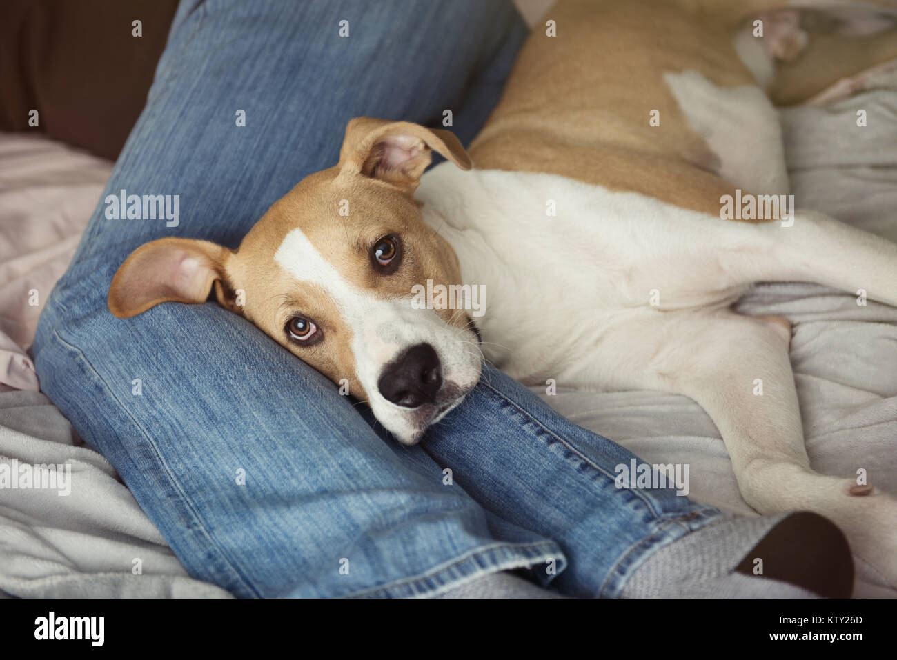 Junge Tan farbige Hund schlafend auf dem Bett bei Hund und freundliches Hotel Stockfoto