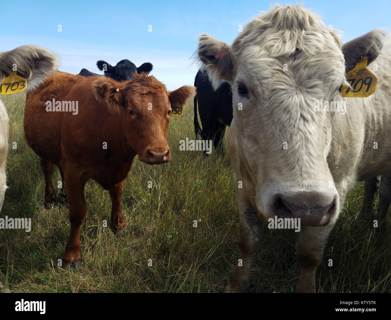 Kuh Kühe grasen im Grasland im Kulm Wetland Management District September 6, 2017 in Kulm, North Dakota. Stockfoto