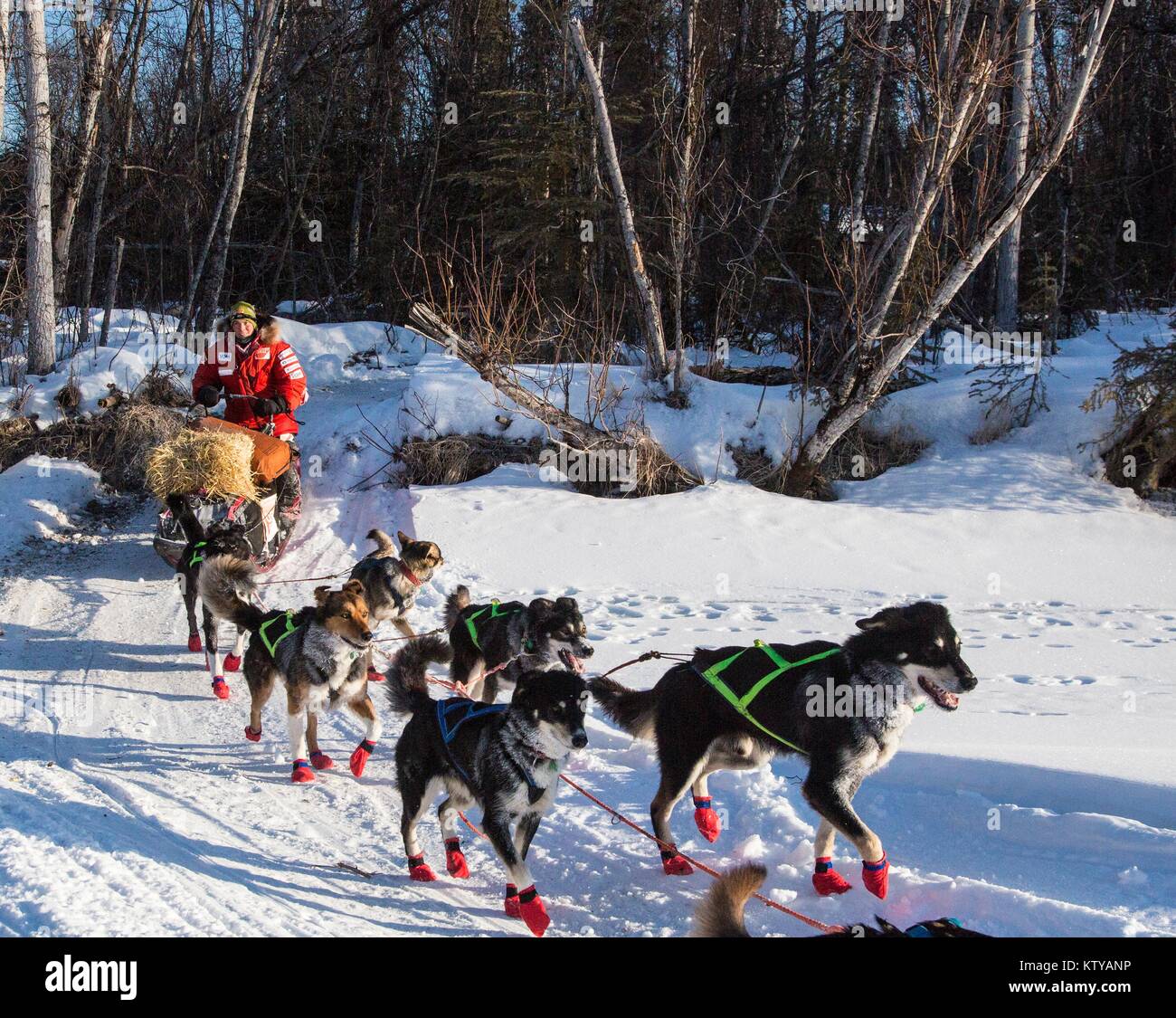 Schlittenhunde laufen durch den Schnee entlang der Iditarod National Historic Trail während des Iditarod Trail Sled Dog Race 13. März 2016 in der Nähe von Seward, Alaska. Stockfoto