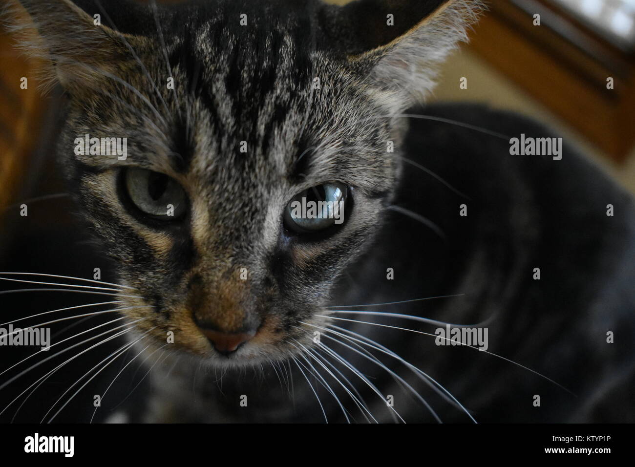 Tabby Katze mit langen Schnurrhaare in die Kamera schaut Stockfoto