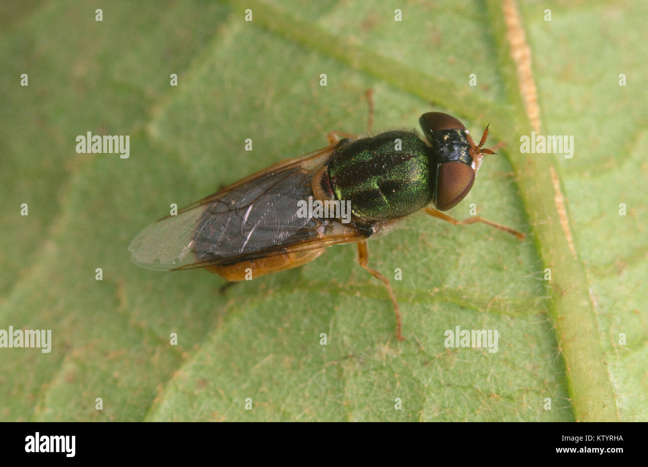Nach schweben Fliegen (Syrphidae) Stockfoto