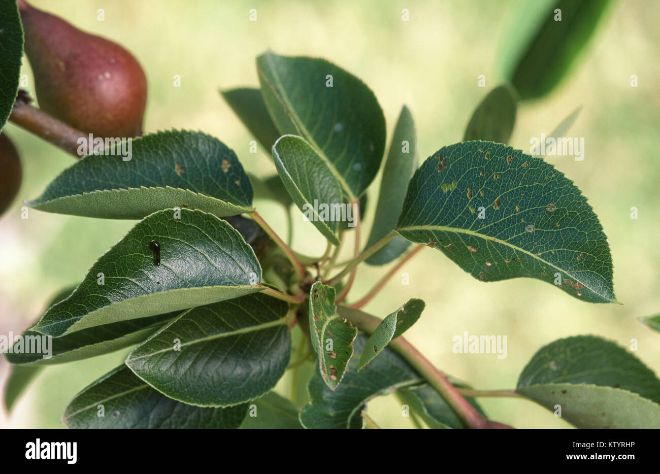 Birne und Kirsche slug (Caliroa cerasi) Schäden an Birne Blätter Stockfoto