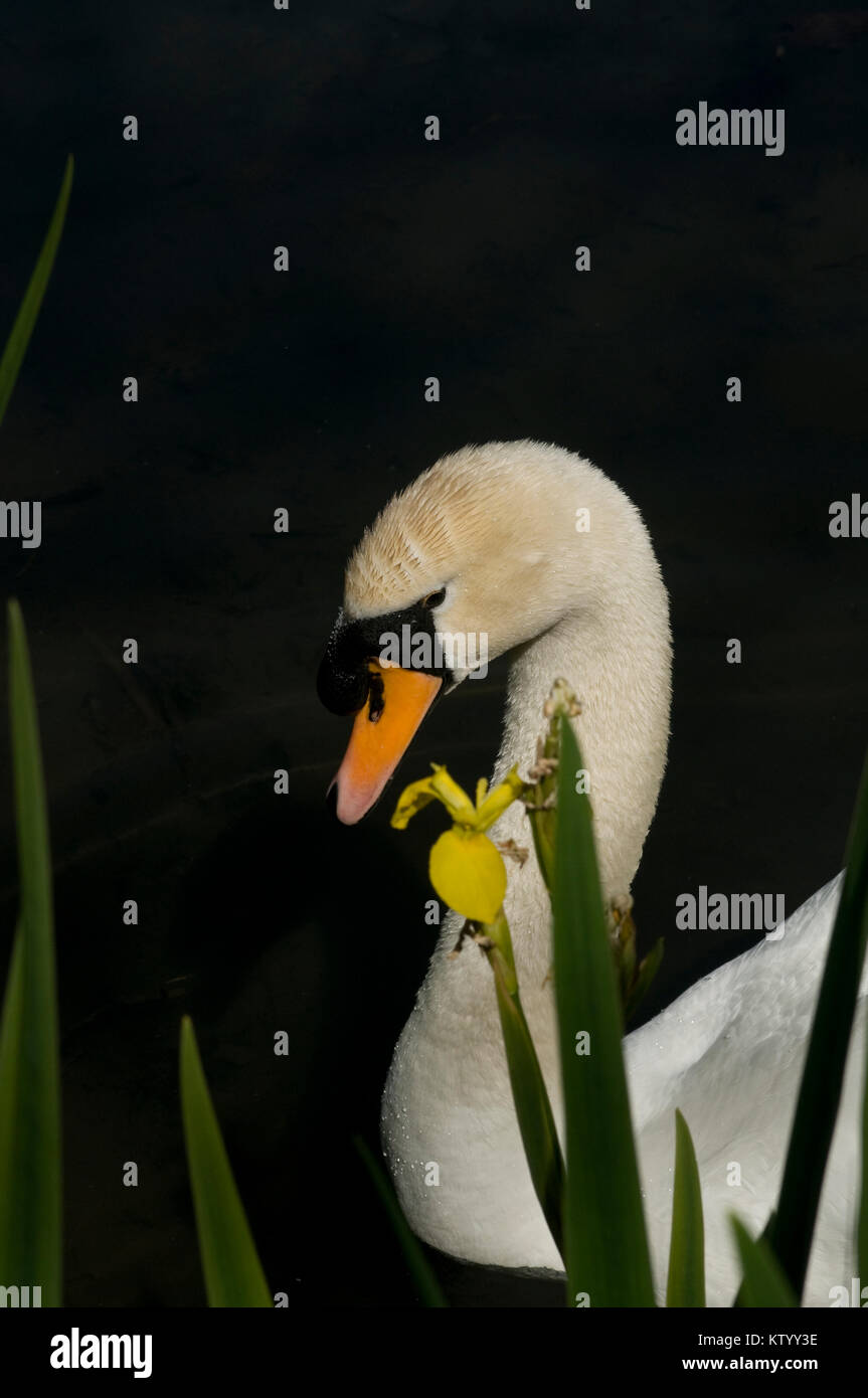 Swan unter Iris Stockfoto