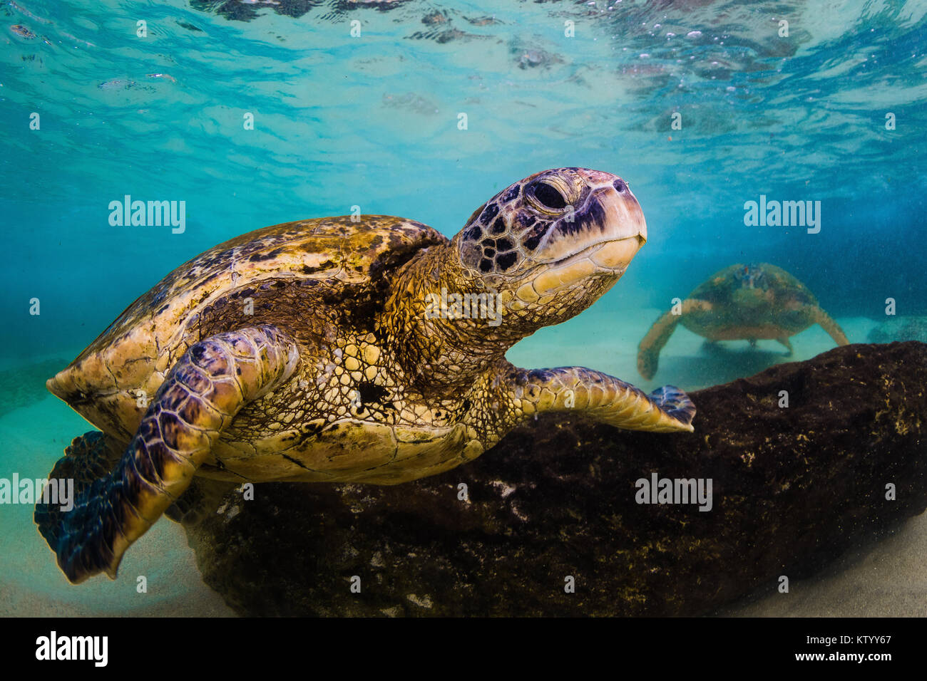 Hawaiian Green Sea Turtle Schwimmen unter Wasser Stockfoto