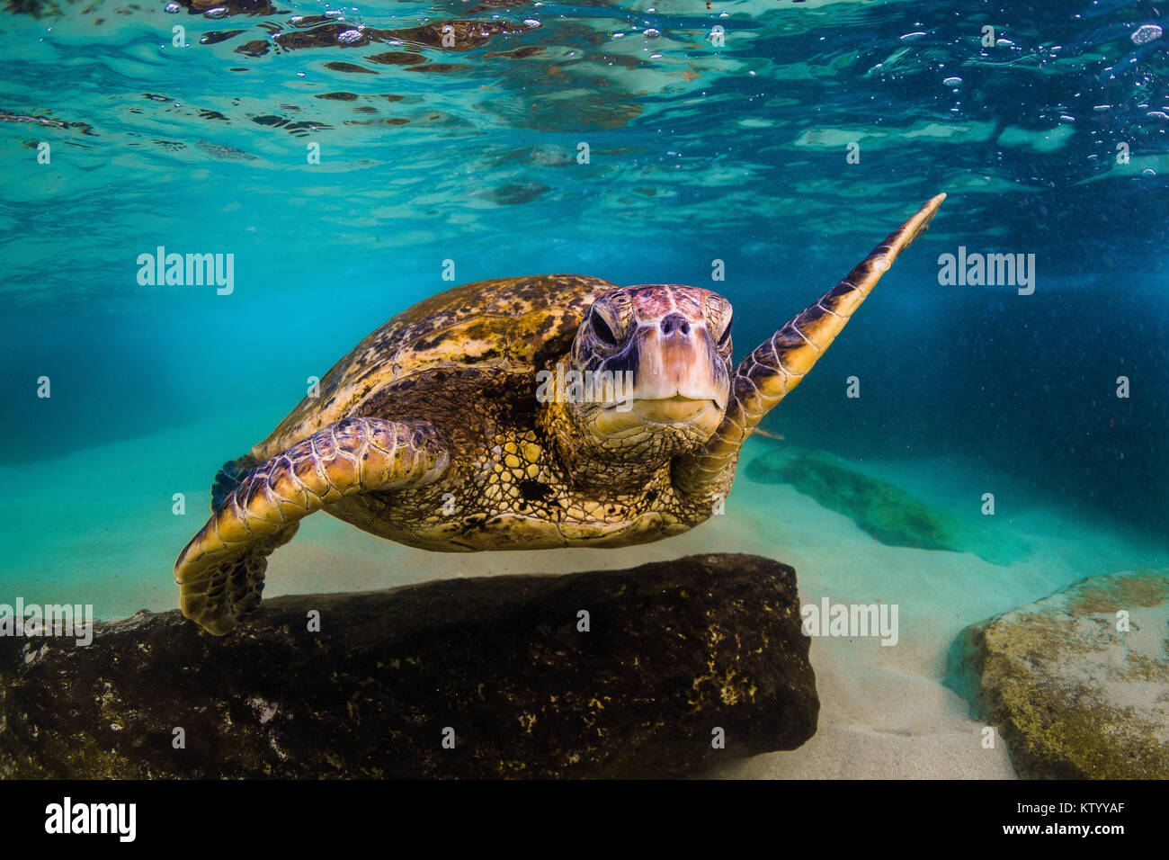 Hawaiian Green Sea Turtle Schwimmen unter Wasser Stockfoto