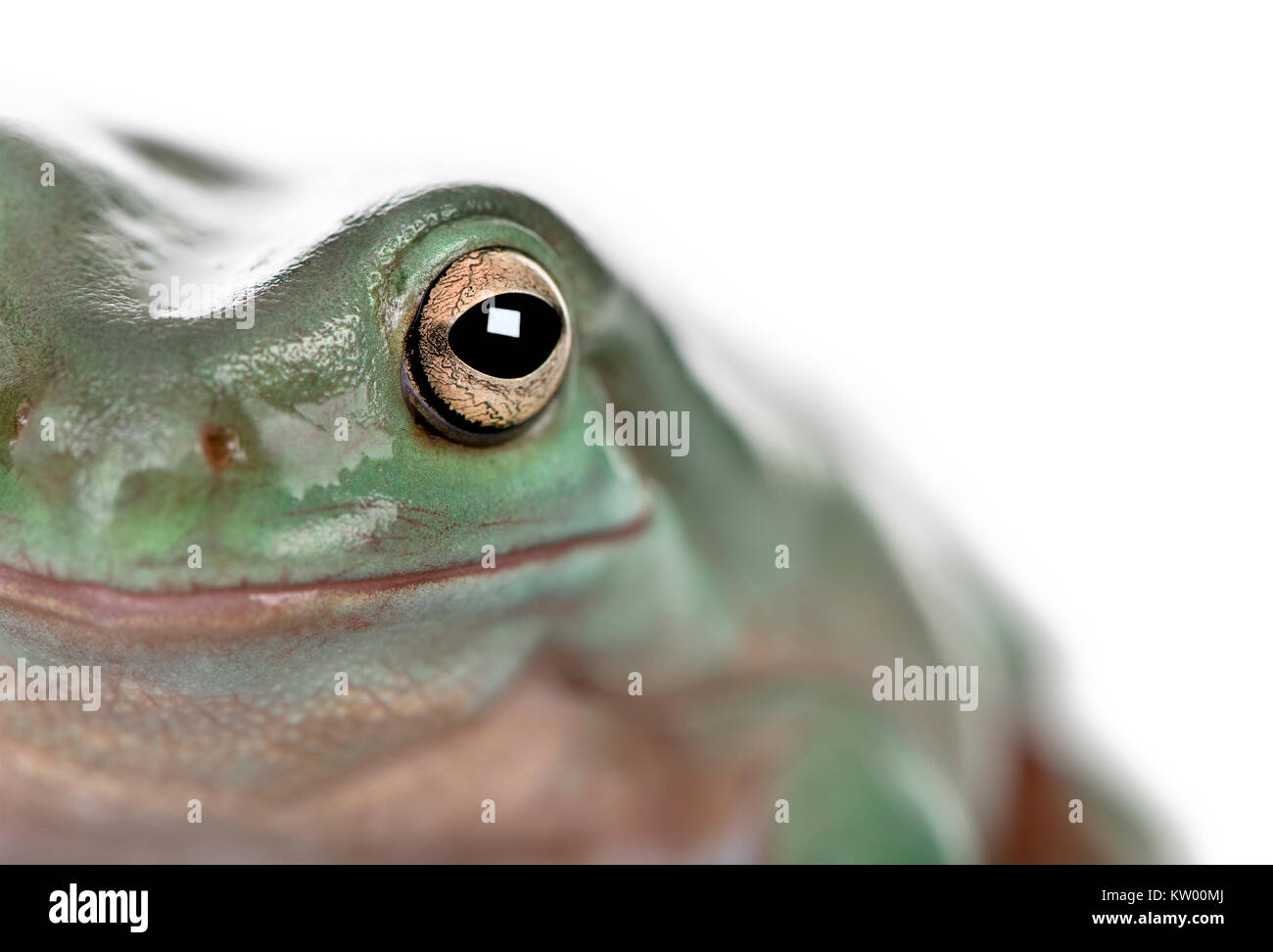 In der Nähe der Australischen Grünen Laubfrosch, Litoria caerulea, Studio shot Stockfoto