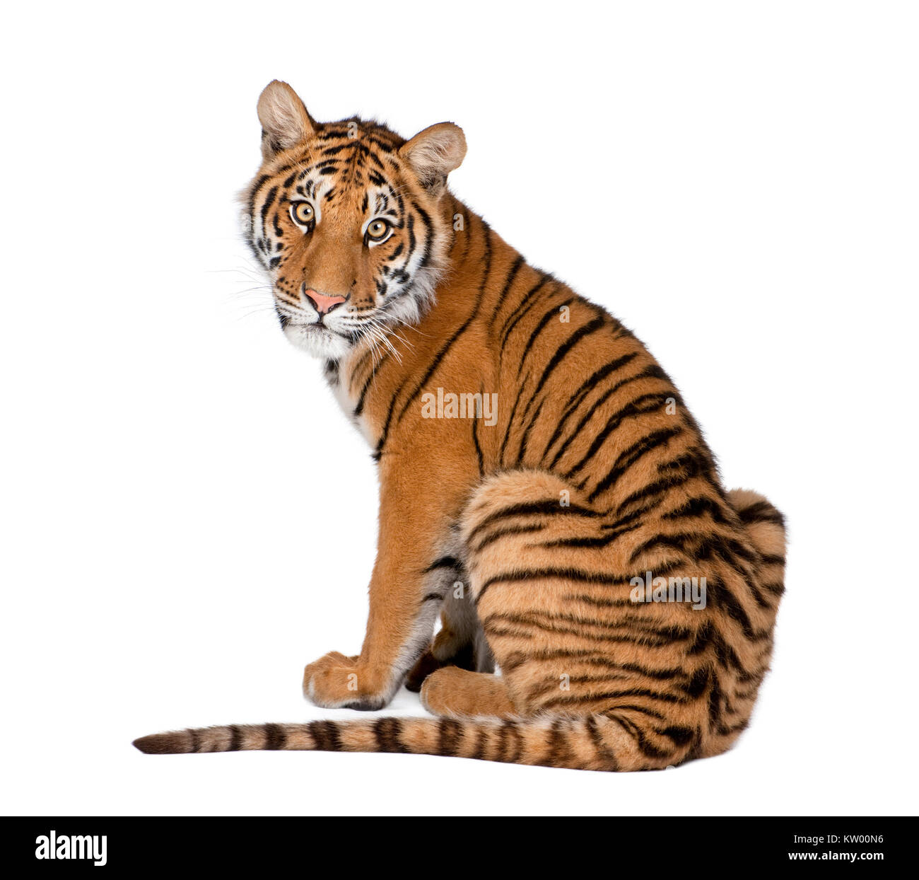 Porträt von Bengal-Tiger, 1 Jahr alt, sitzt vor weißem Hintergrund, Studio gedreht, Panthera Tigris tigris Stockfoto