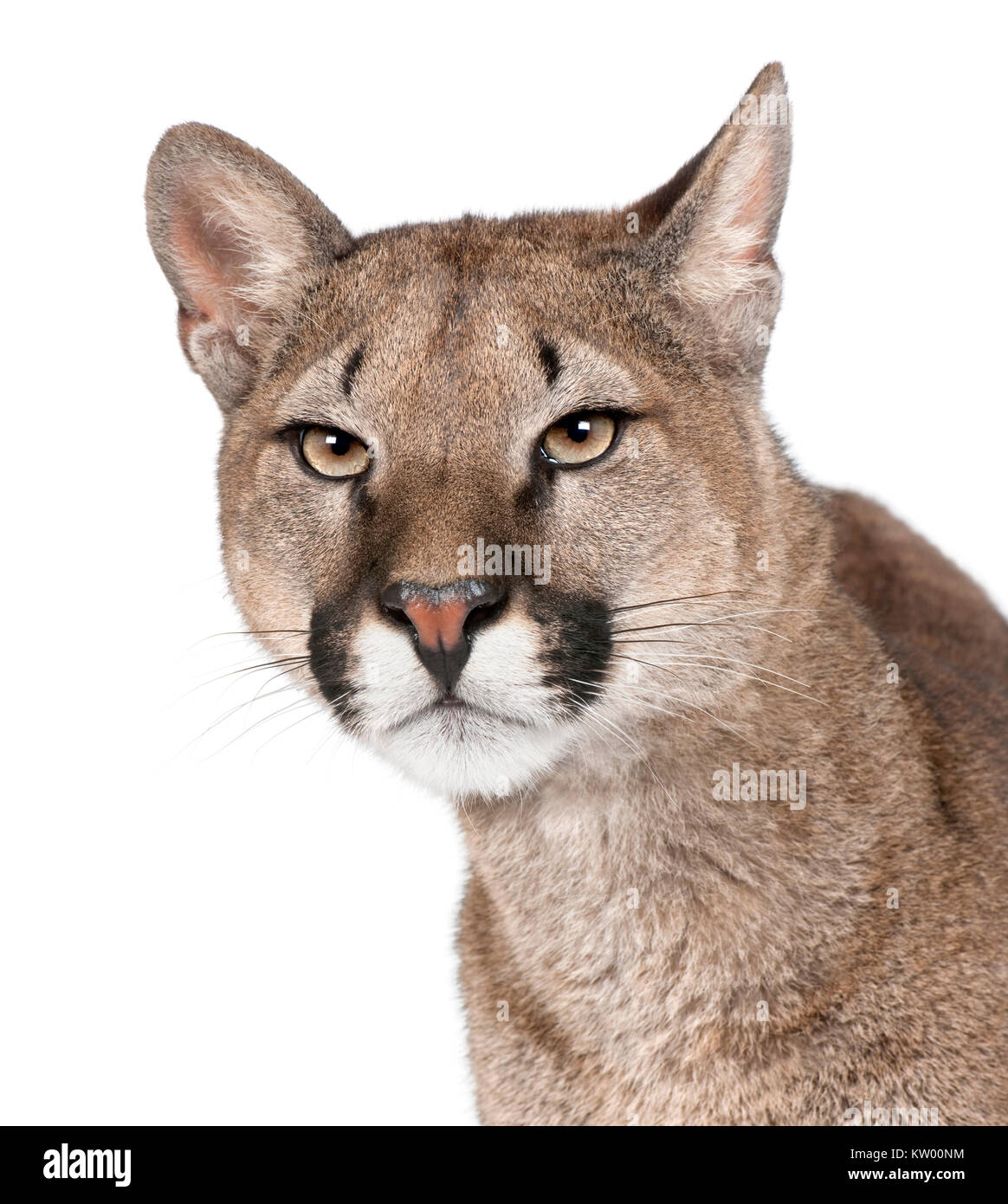 Close-up Portrait von Puma cub, Puma concolor, 1 Jahr alt, vor weißem Hintergrund, Studio shot Stockfoto