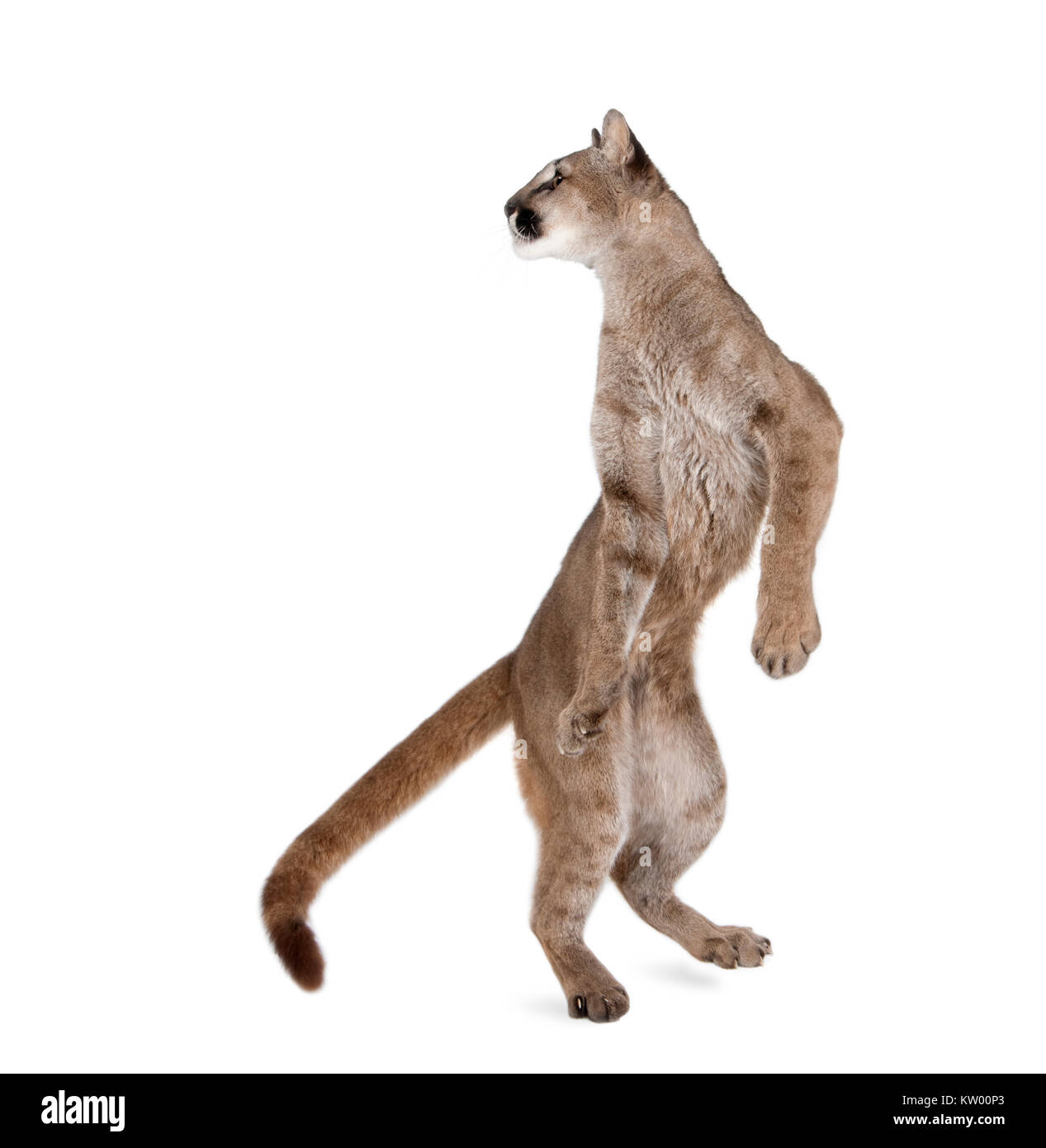 Puma cub, Puma concolor, 1 Jahr alt, stehend auf die Hinterbeine und sieht  zurück vor weißem Hintergrund, Studio shot Stockfotografie - Alamy