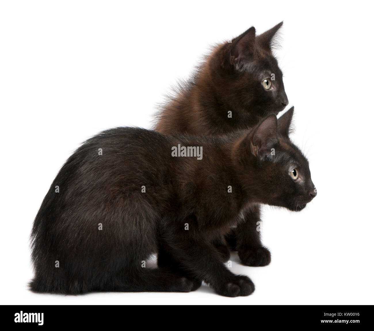 Zwei schwarze Kätzchen in der gleichen Richtung suchen, vor weißem Hintergrund sitzen Stockfoto