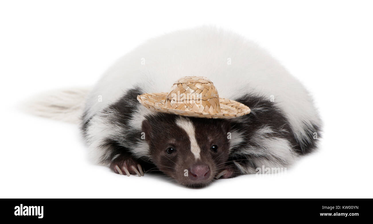 Striped Skunk, mephitis Mephitis, 5 Jahre alt, trug einen Hut vor weißem Hintergrund Stockfoto