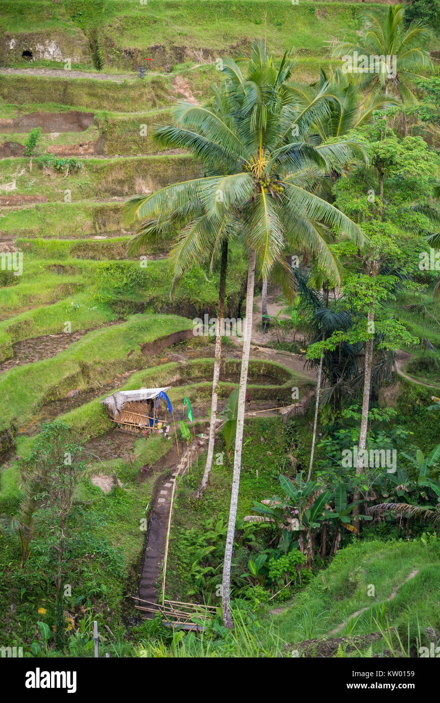 Reisfeld Ubud Bali Indonesien Stockfoto