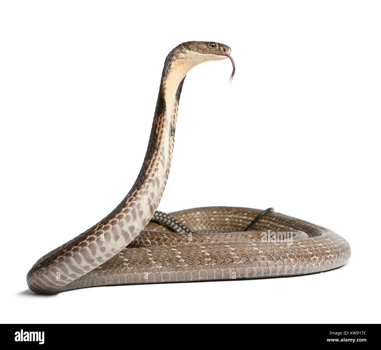 King Kobra - ophiophagus Hannah, giftige, weißer Hintergrund Stockfoto