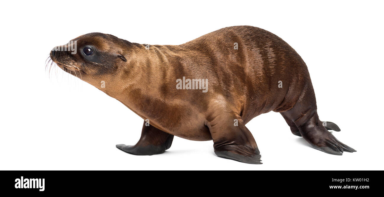 Junge California Sea Lion, zalophus californianus, Wandern, 3 Monate alt gegen weißen Hintergrund Stockfoto