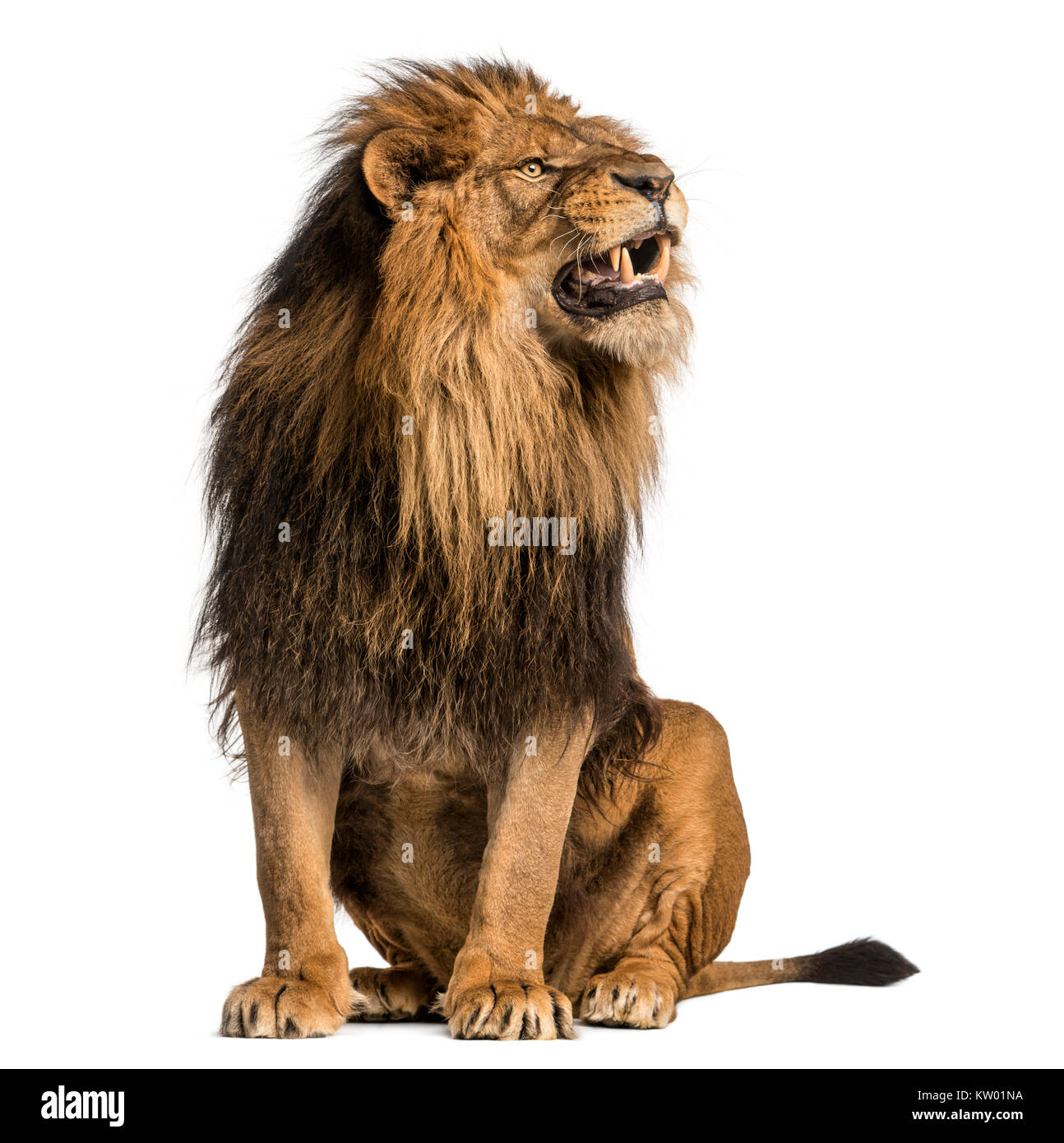 Löwe sitzend, Brüllen, Panthera leo, 10 Jahre alt, isoliert auf weißem Stockfoto