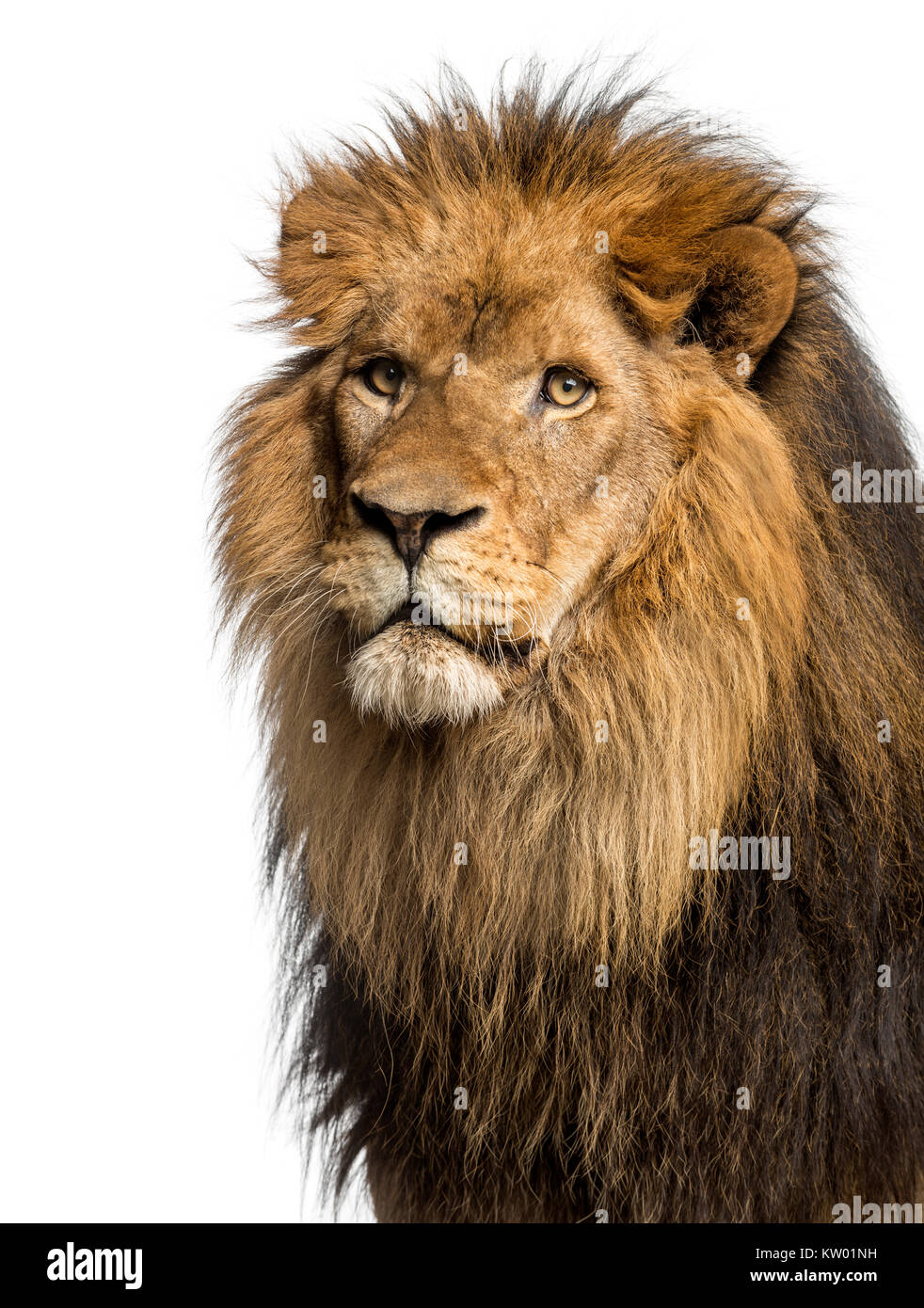 Close-up ein Löwe Panthera leo, 10 Jahre alt, isoliert auf weißem Stockfoto