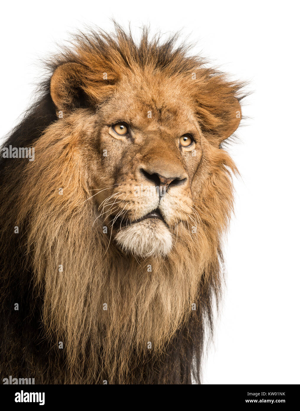Close-up ein Löwe Panthera leo, 10 Jahre alt, isoliert auf weißem Stockfoto