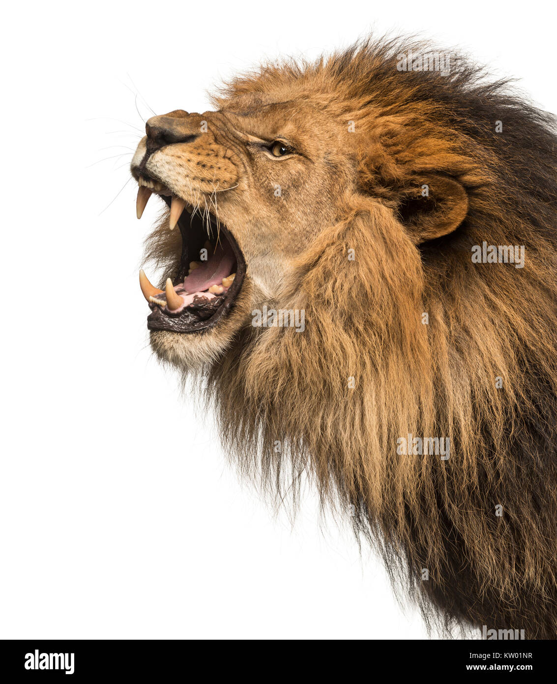 Nahaufnahme eines Löwen brüllen Profil, Panthera leo, 10 Jahre alt, isoliert auf weißem Stockfoto