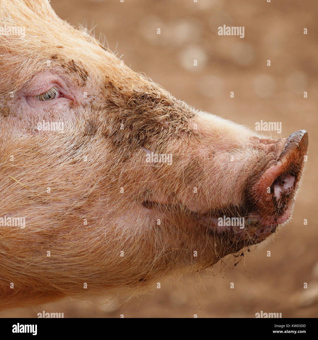 Schweinegesicht Stockfotos und -bilder Kaufen - Alamy