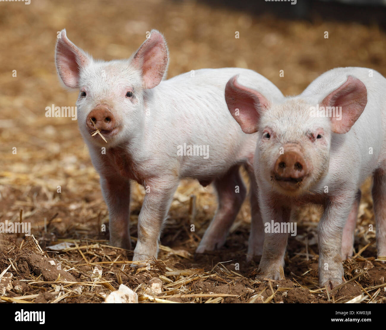 Ferkel auf einen Outdoor Pig Farm. Stockfoto
