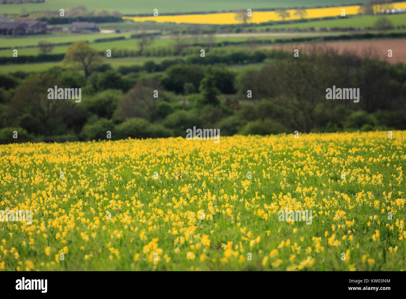 Wilden cowslips und ländliche Ackerland in North Norfolk. Stockfoto