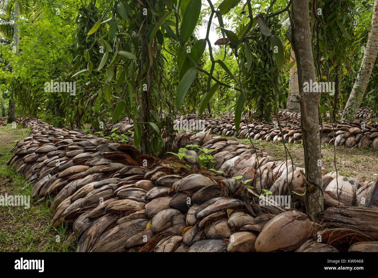 Tahitianische vanille -Fotos und -Bildmaterial in hoher Auflösung – Alamy