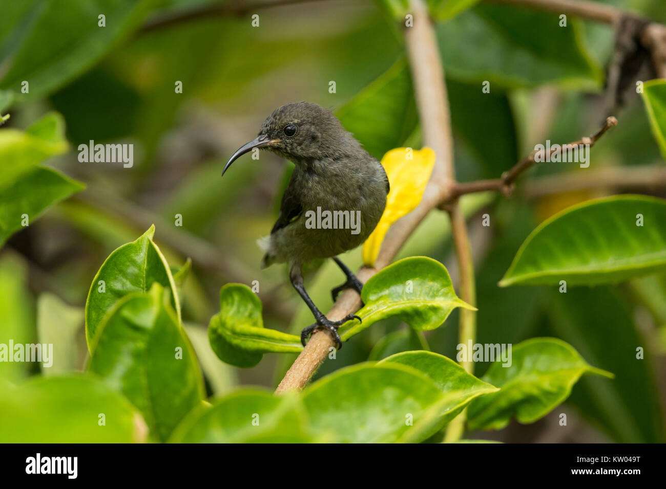 Seychellen Sunbird (Cinnyris dussumieri) juvenile Stockfoto