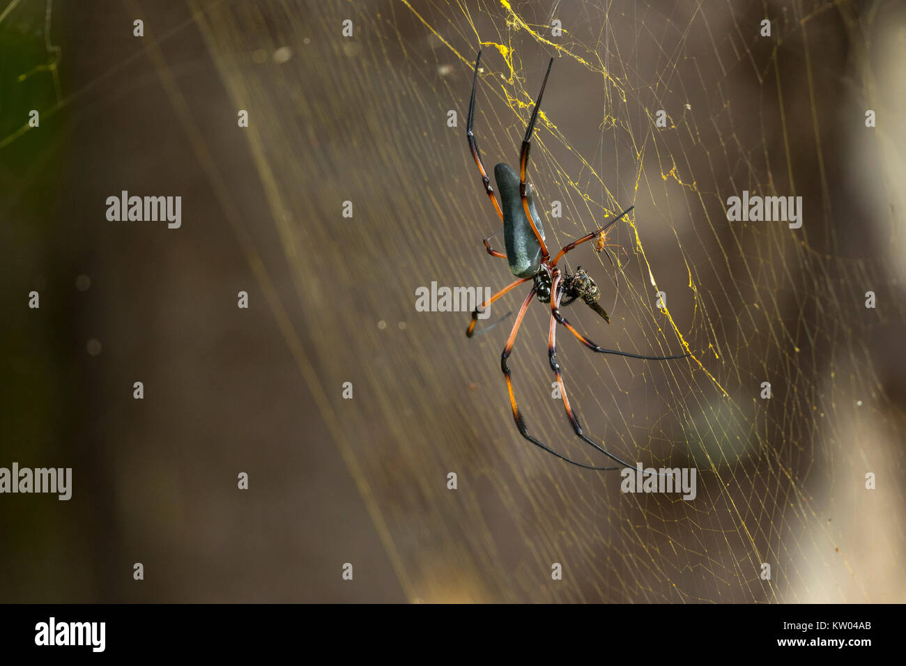 Red-legged Golden orb Web spider (inaurata Nephila madagascariensis). Palm Spinne (Nephila inaurata), (tetragnathidae), Stockfoto