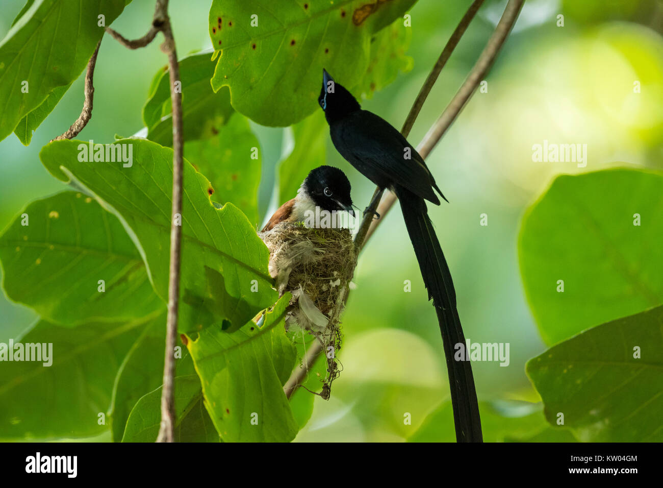 Seychellen Paradies Schopftyrann (Terpsiphone corvina), männlich weiblich auf Nest, Stockfoto