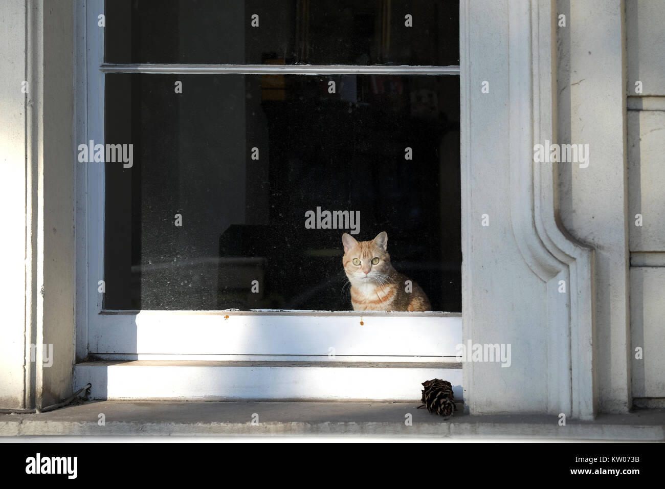 Eine rothaarige Katze sitzt aus dem großen Fenster eines viktorianischen Haus auf einer Straße in Großbritannien. Die Katze ist direkt in die Kamera schaut Stockfoto