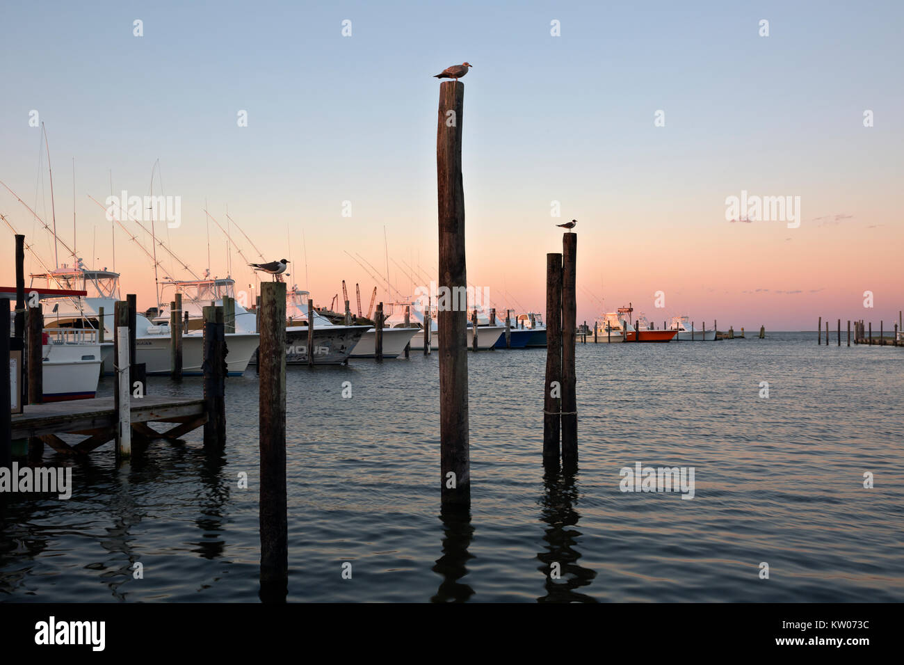 NC-01187-00... NORTH CAROLINA- Möwen warten auf sinrise am Oregon Inlet Marina auf Bodie Island. Stockfoto