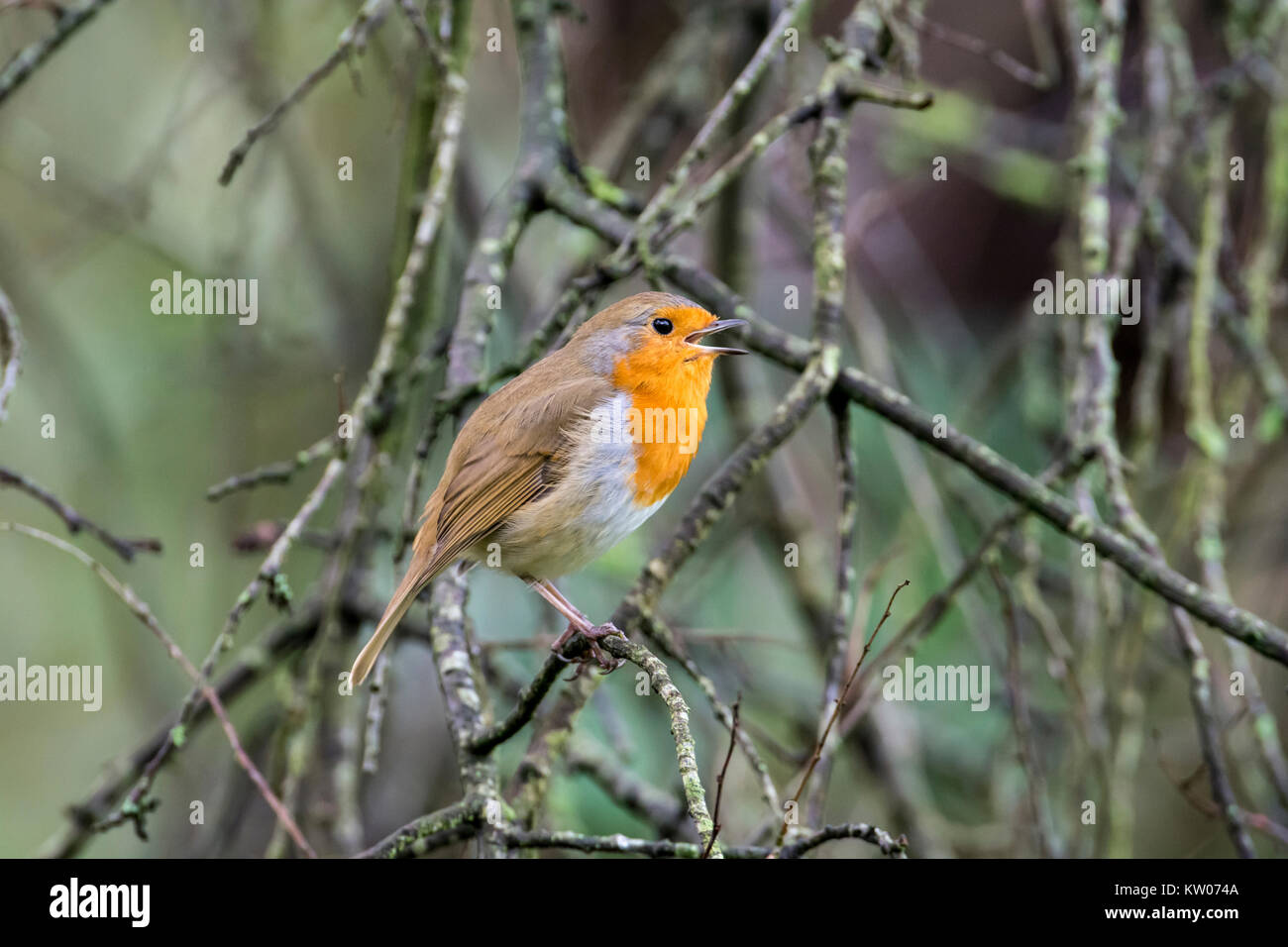 Robin (Erithacus Rubecula) Gesang aus einem Zweig in einem Busch. Stockfoto